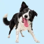 Walking Your Dog With Confidence