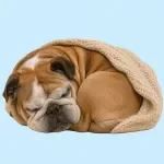 Senior Dog Comfort Checklist