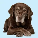 Senior Dog Care Checklist