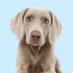 Brushing and Coat Care Basics