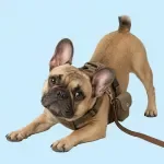 Dog Walking Gear Checklist