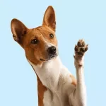 Trimming Your Dog's Nails Safely