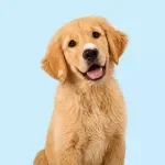 Keeping Your Dog Clean Between Grooms
