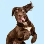 Grooming Your Dog at Home