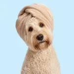 At-Home Grooming Checklist