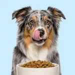 A Guide to Everyday Dog Nutrition