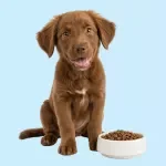 The Dog Feeding Handbook