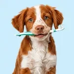 Caring for Your Dog's Teeth at Home