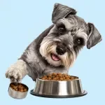 Building a Feeding Routine for Your Dog