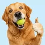Keeping Your Dog Happy and Well