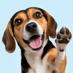 A Practical Guide to Dog Care Routines