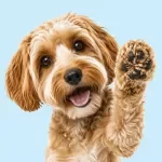 The Everyday Dog Wellness Handbook