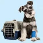 Vet Visit Preparation Checklist