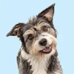 Understanding Why Dogs Do What They Do