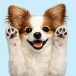 Building Healthy Daily Habits for Your Dog