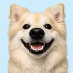 Dog Dental Care Checklist