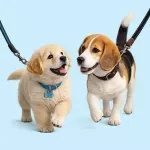 Leash Training Without the Pulling