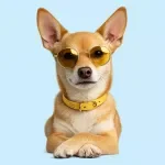 Seasonal Dog Care Checklist