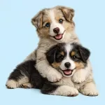 Introducing Dogs to Each Other