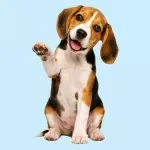 Teaching Your Dog Basic Commands