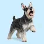 Managing Excessive Barking Calmly
