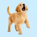 Managing Barking Checklist