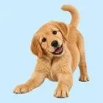 Dog Body Language Checklist