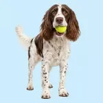 The Dog Training Handbook
