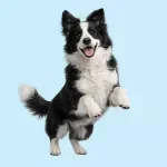Positive Reinforcement Training Basics