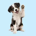 House Training Checklist
