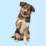 Basic Commands Training Checklist