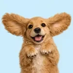 Understanding Your Puppy's Needs
