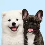Socializing Your Puppy Safely