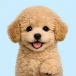 Setting Up a Routine for Your Puppy