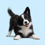 Your First Months With a Puppy