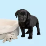 First Week With a Puppy Checklist