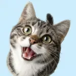 Helping Cats With Anxiety