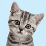 Essential Kitten Care