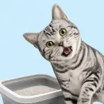 Litter Box Setup Essentials