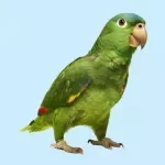 Bird Ownership Basics