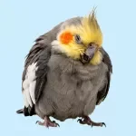 Sick Bird Warning Signs