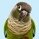 Building Bird Trust